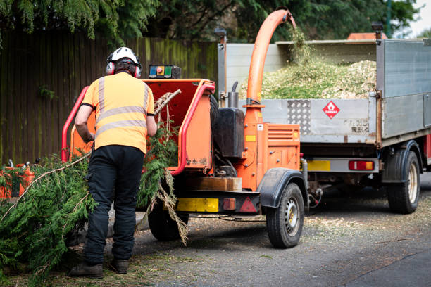 Best Tree Care Services  in USA